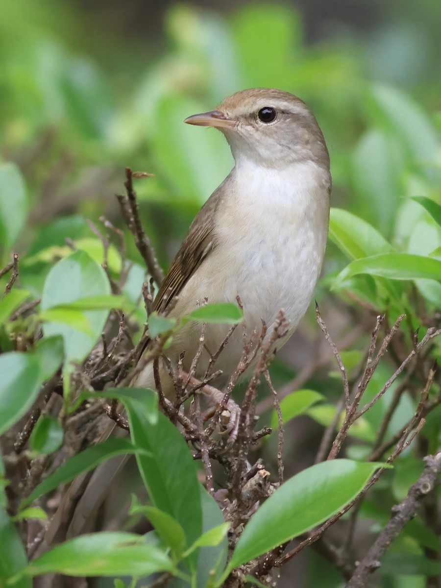 Manchurian Bush Warbler - Toby Austin