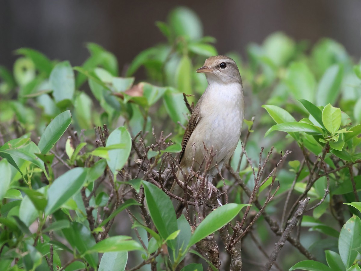 Manchurian Bush Warbler - ML618964013