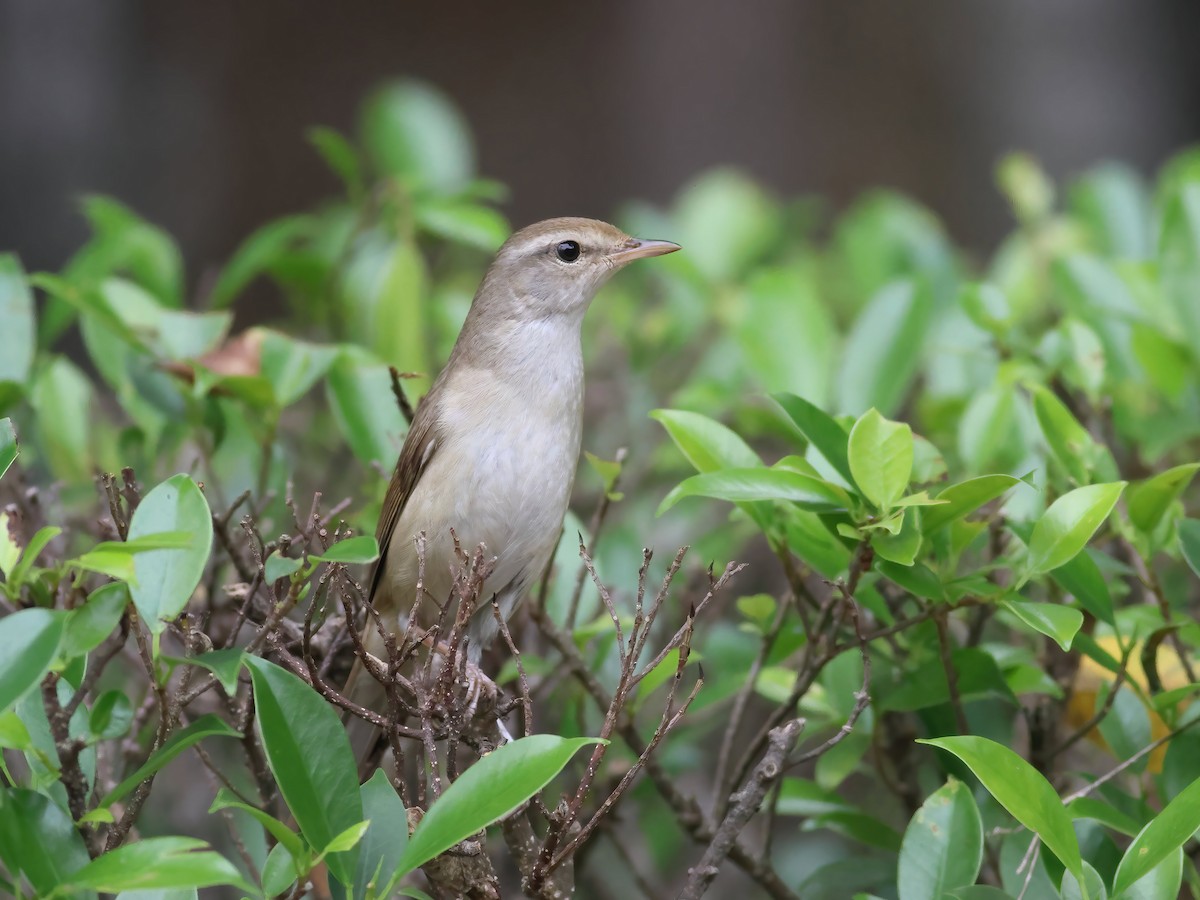 Manchurian Bush Warbler - Toby Austin