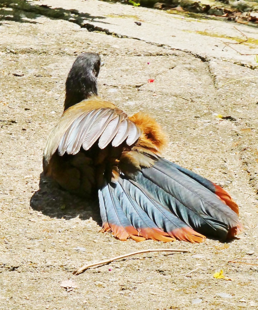 Rufous-vented Chachalaca - Carlos Navea