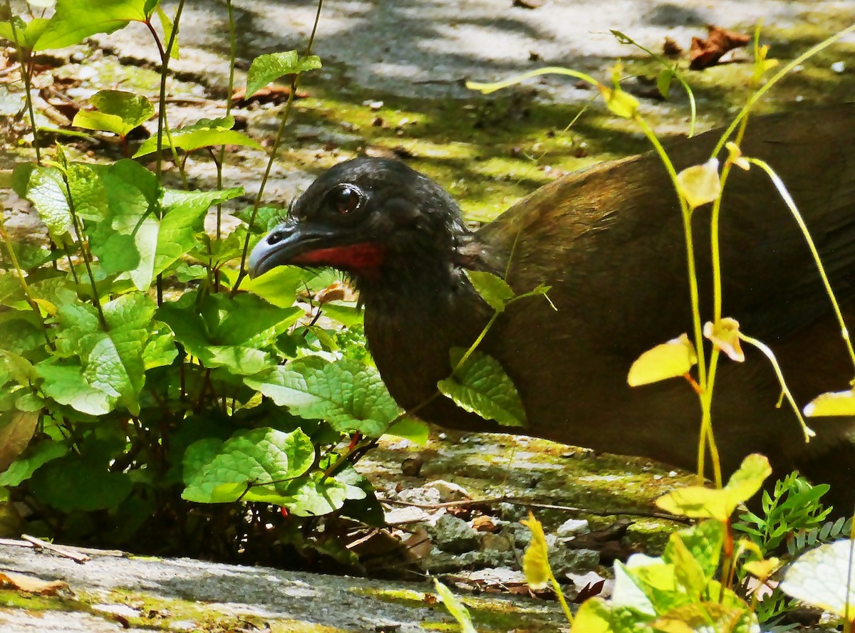 Chachalaca Culirroja - ML618964019