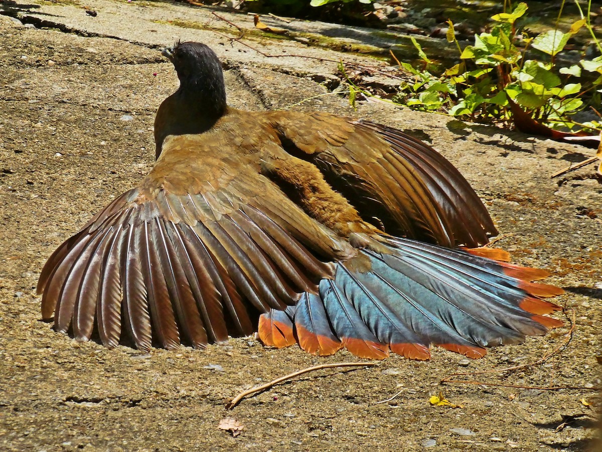 Rufous-vented Chachalaca - ML618964021