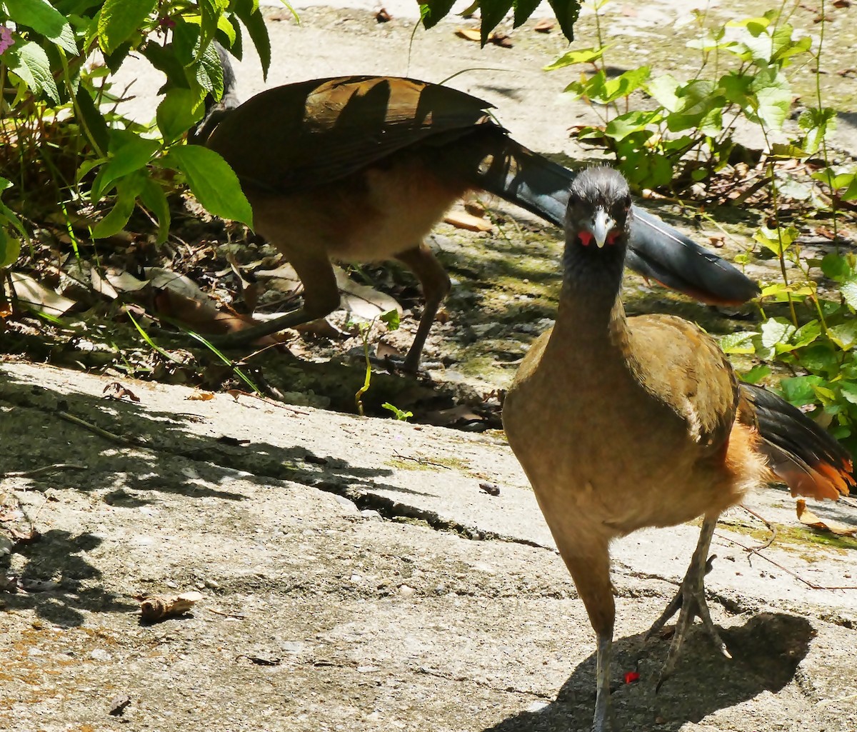 Rufous-vented Chachalaca - ML618964022