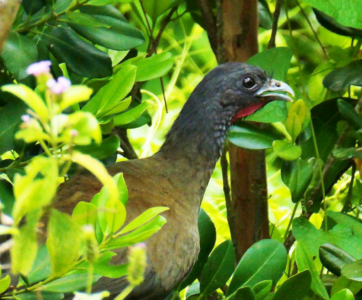 Rufous-vented Chachalaca - ML618964024