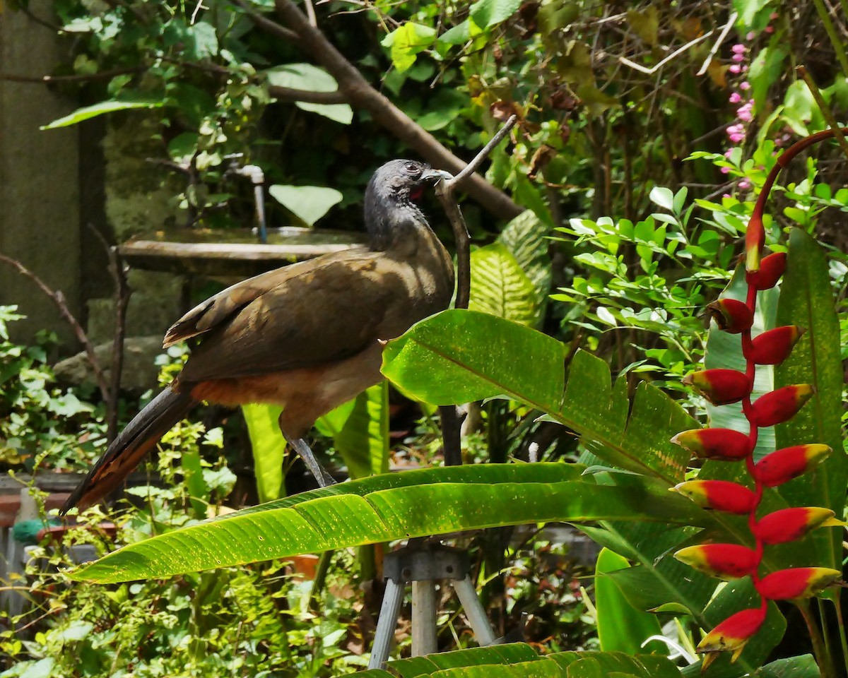 Rufous-vented Chachalaca - ML618964025