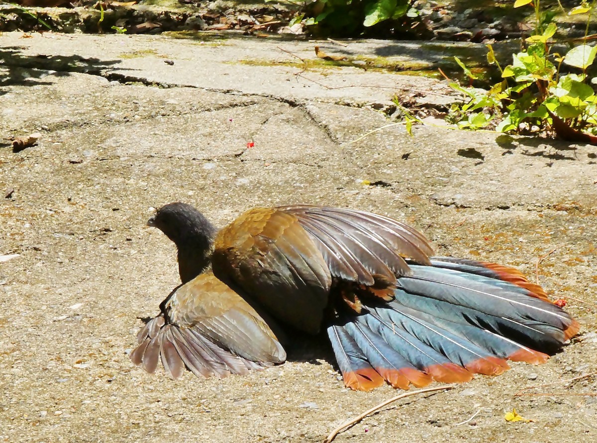 Rufous-vented Chachalaca - Carlos Navea