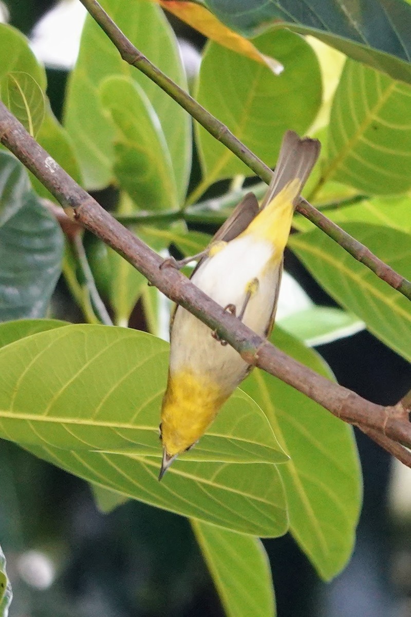 Indian White-eye - Brecht Caers