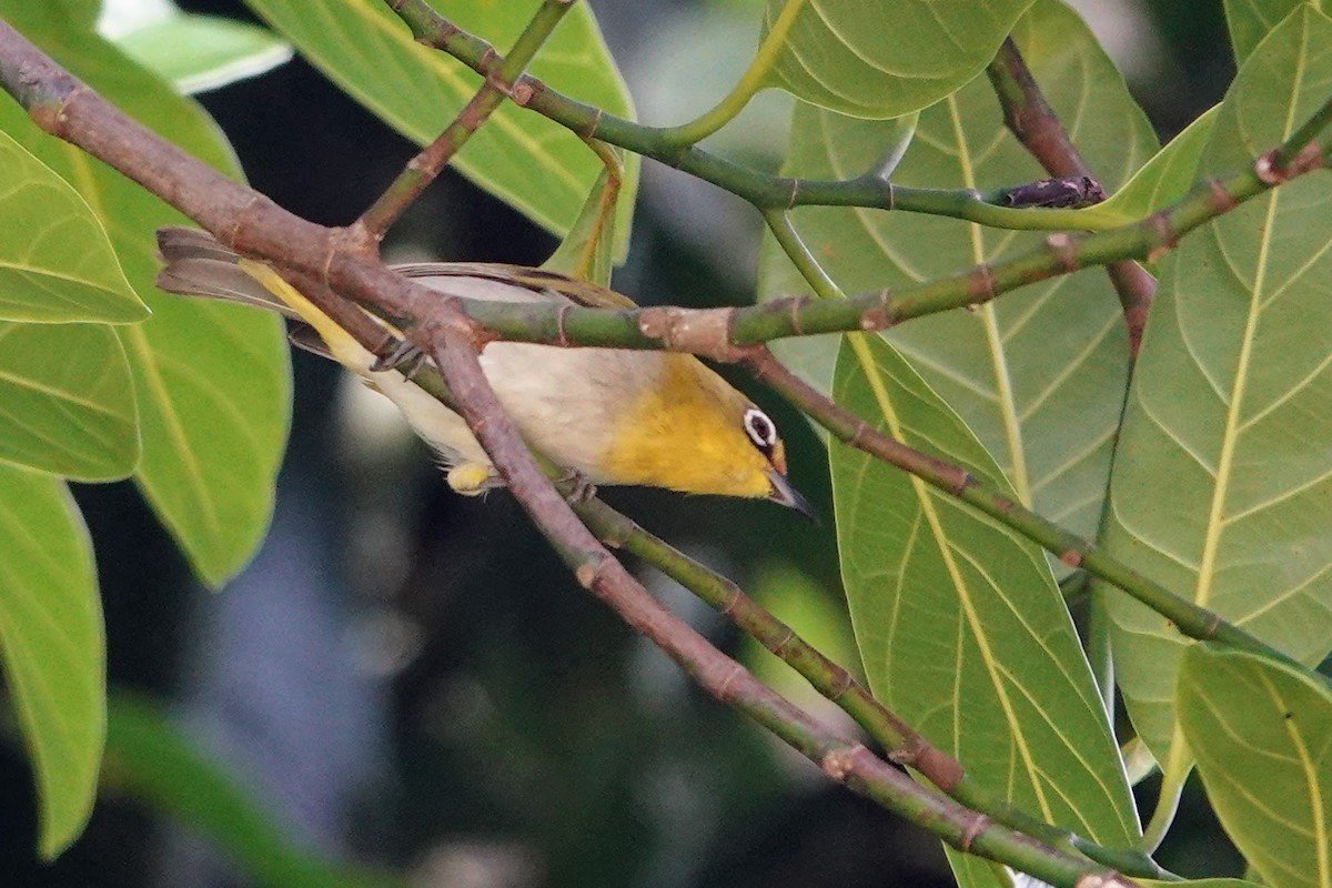 Indian White-eye - Brecht Caers