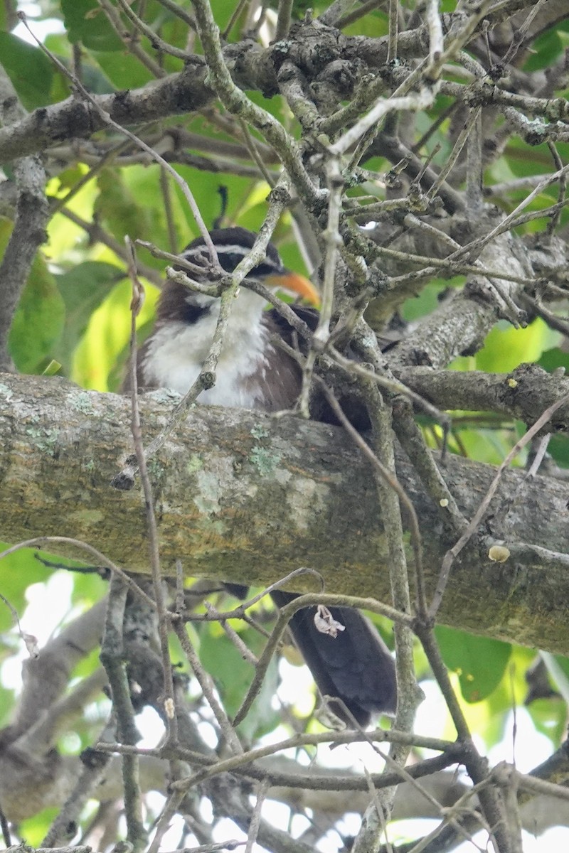 Sri Lanka Scimitar-Babbler - ML618964033