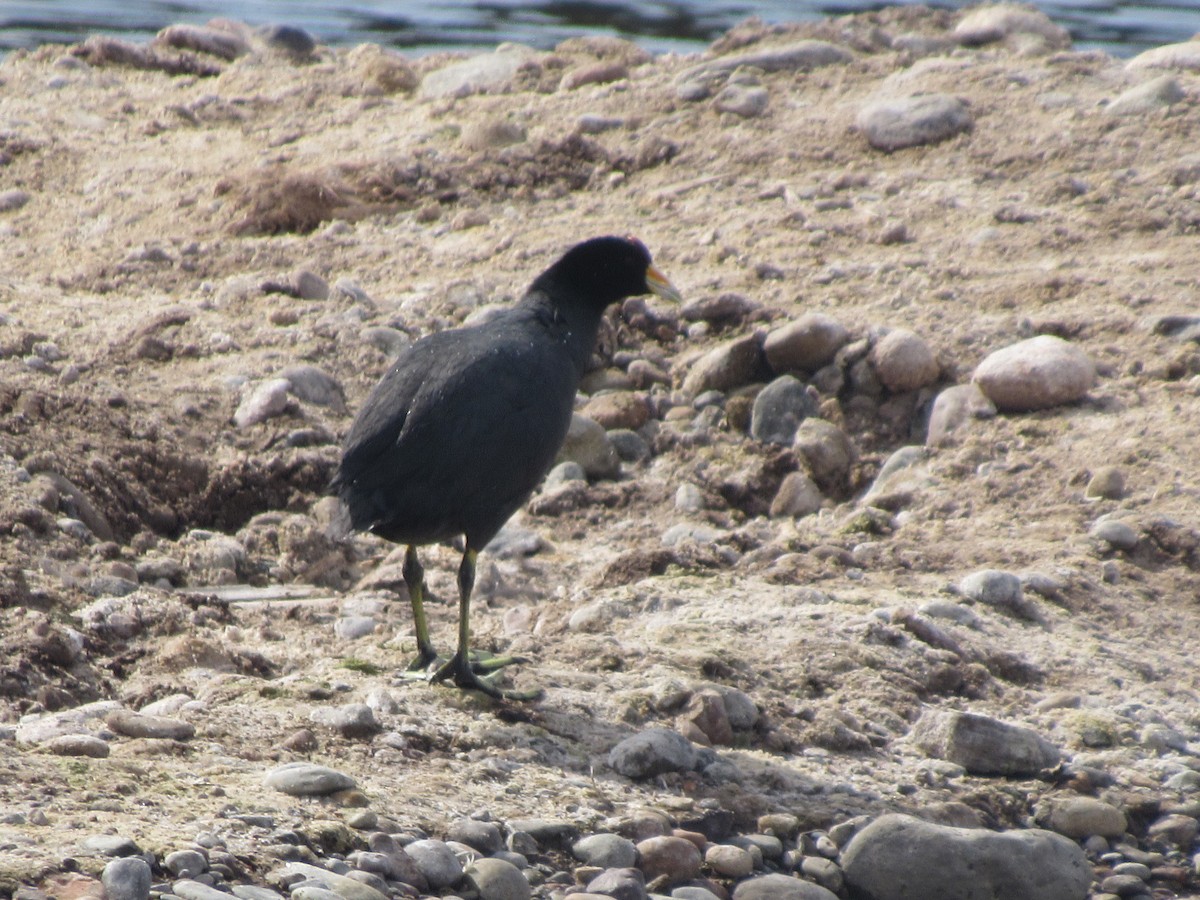 Slate-colored Coot - ML618964041