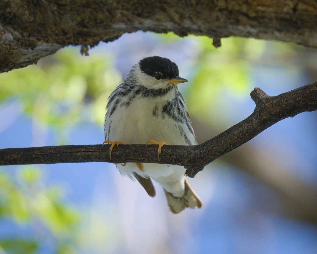 Blackpoll Warbler - Ernest Crvich