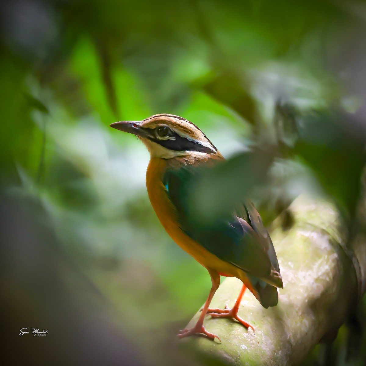 Indian Pitta - ML618964046