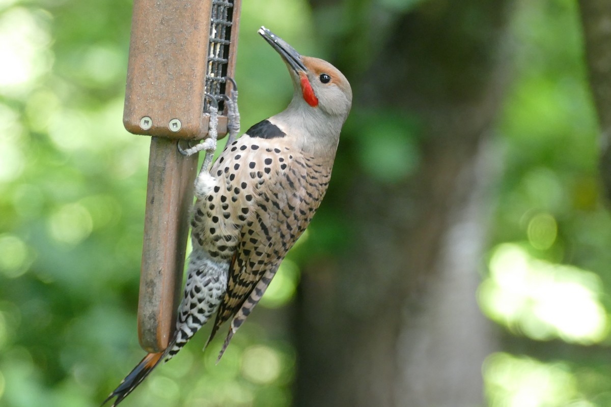 Northern Flicker (Red-shafted) - George Heleker