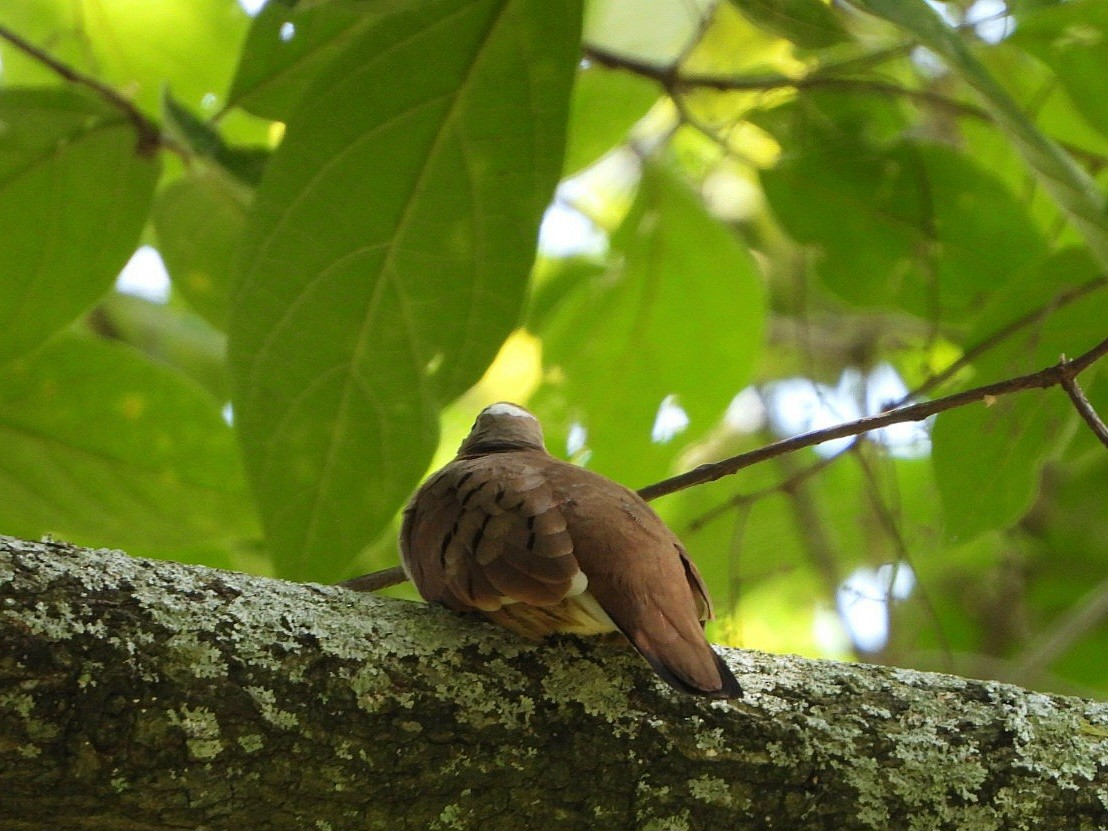 Ruddy Ground Dove - karime falah