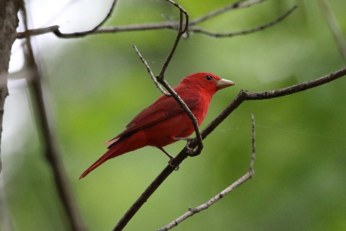 Summer Tanager - Kenny Benge