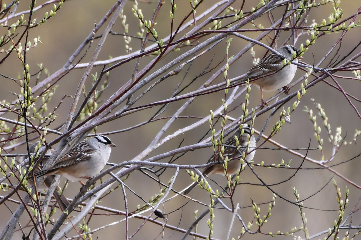 White-crowned Sparrow - Jean Aubé