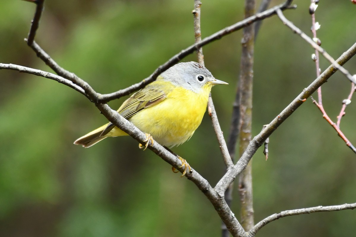 Nashville Warbler - Jean Aubé