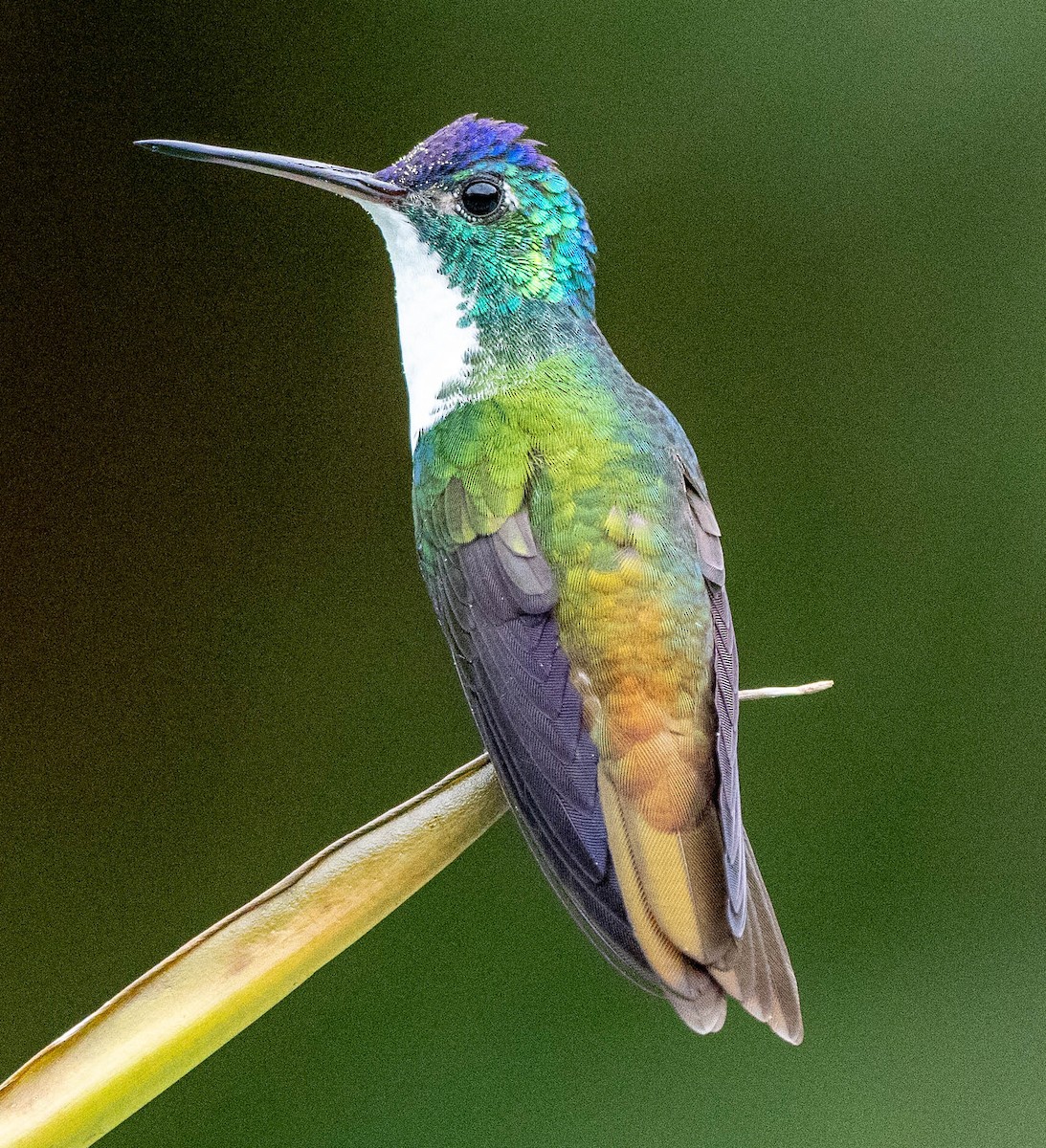 Andean Emerald - Richard Thunen