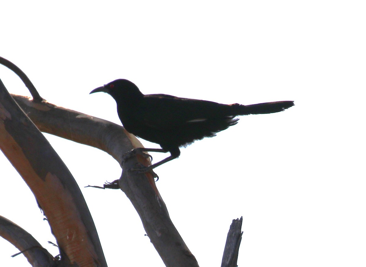 White-winged Chough - sean clancy