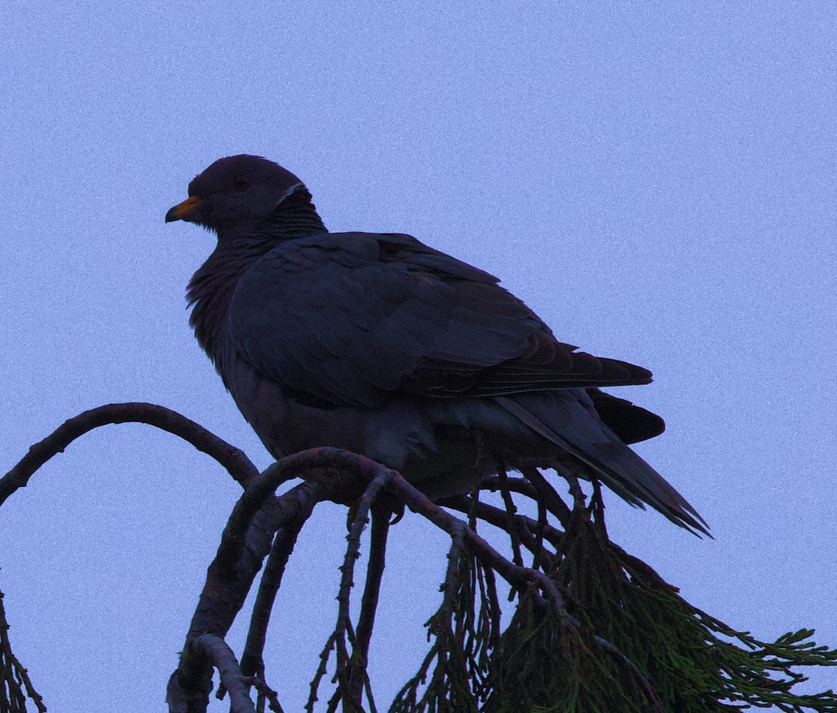 Band-tailed Pigeon - Greg Plowman