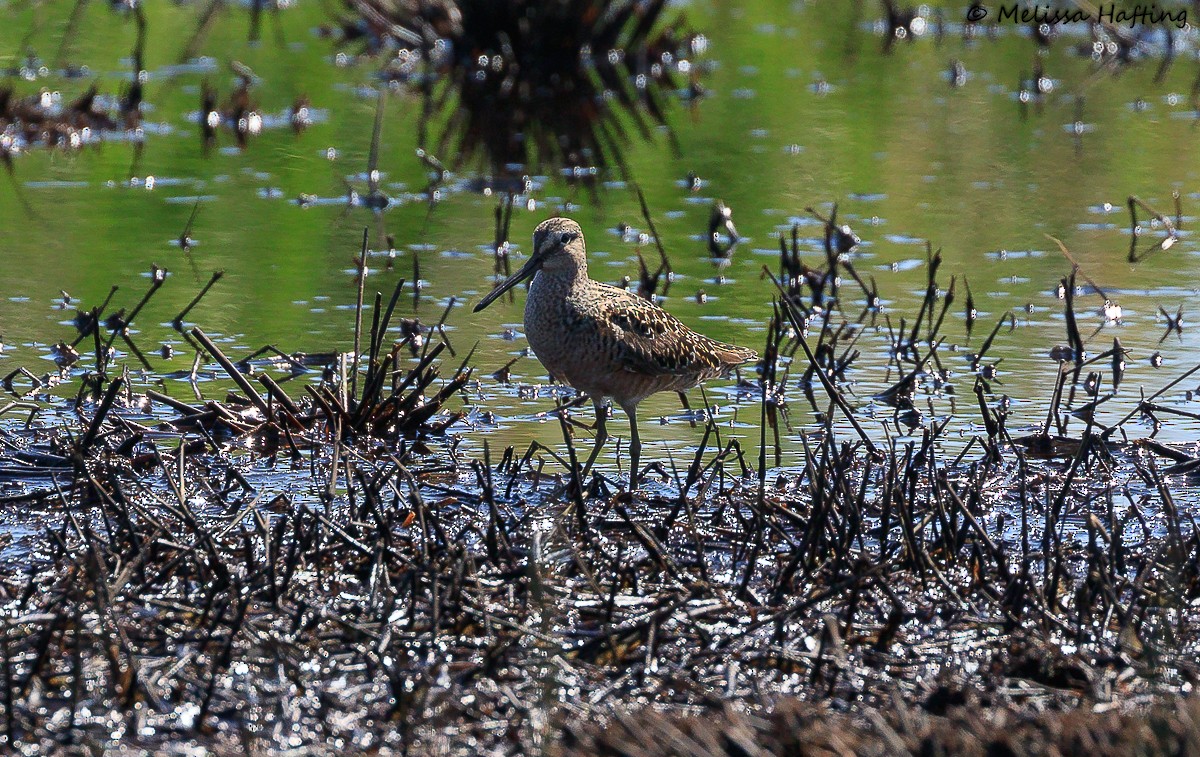 Long-billed Dowitcher - Melissa Hafting