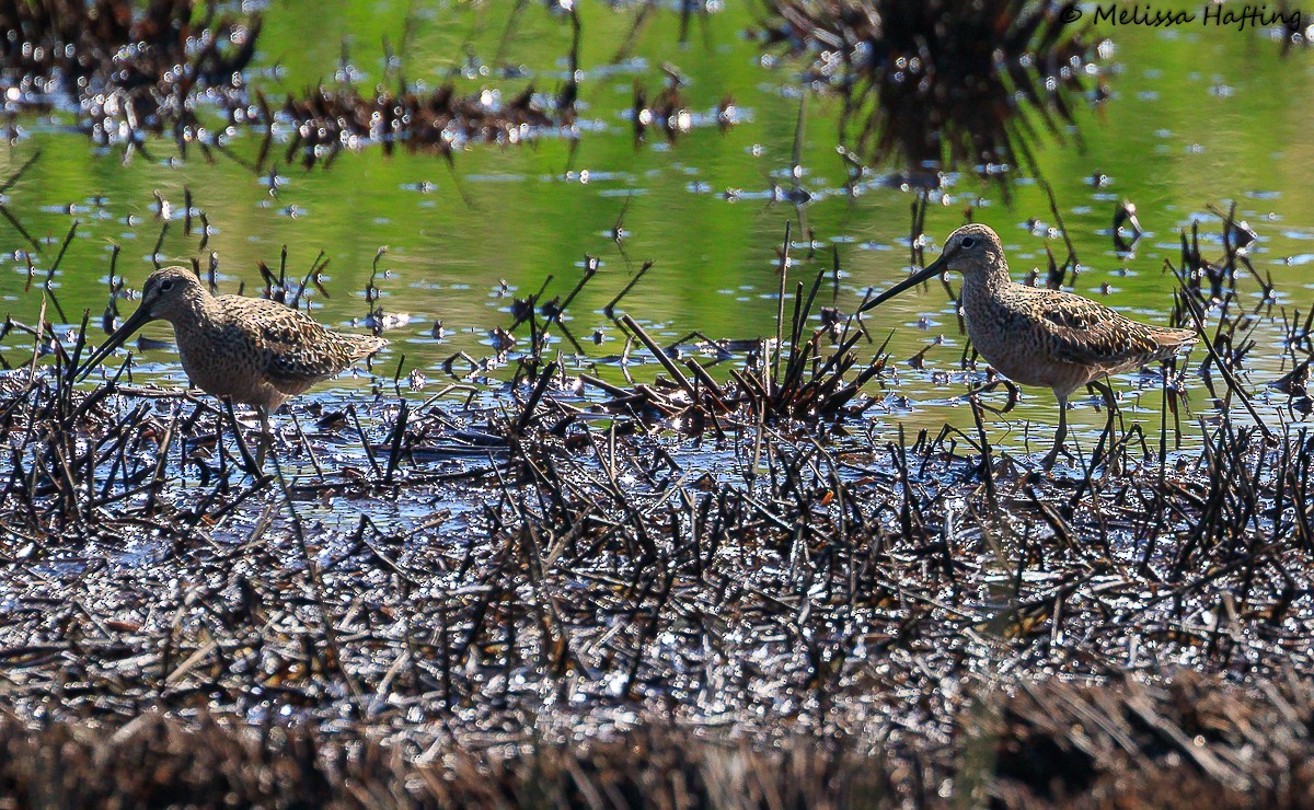Long-billed Dowitcher - Melissa Hafting