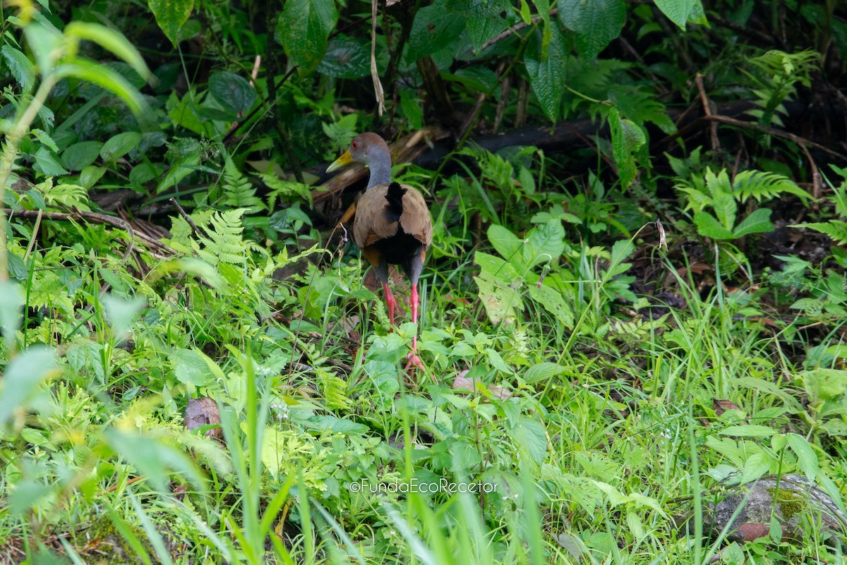 Gray-cowled Wood-Rail - Fundación Ecoturística Recetor Vive un Paraíso