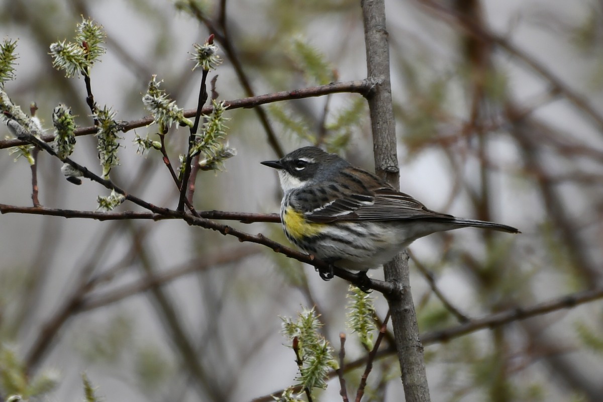 Yellow-rumped Warbler - Jean Aubé