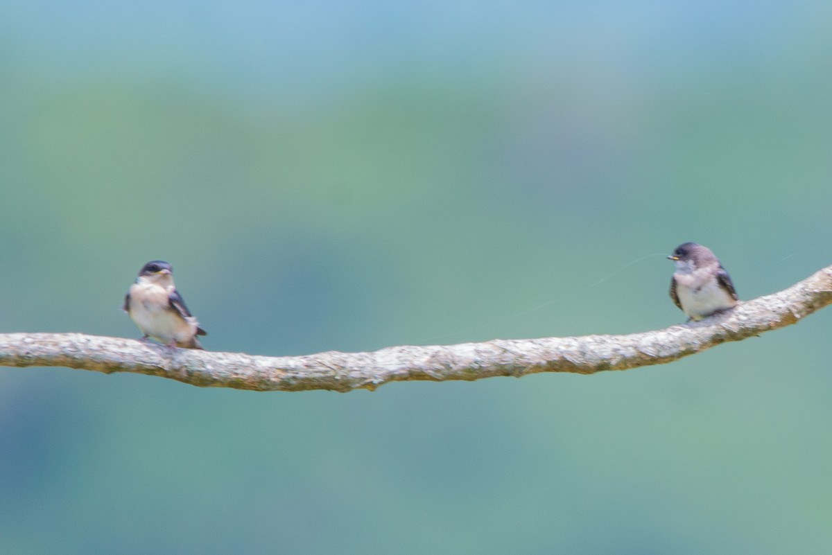 Blue-and-white Swallow - ML618964147