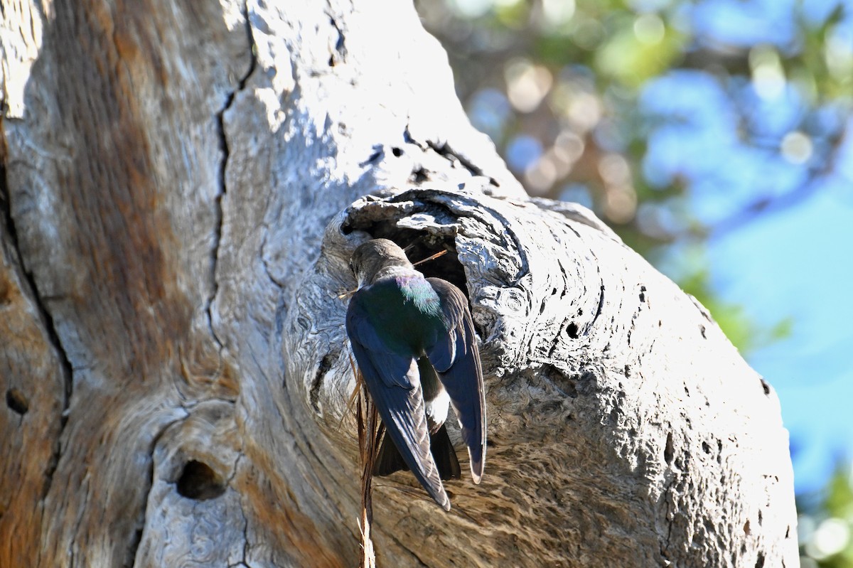 Violet-green Swallow - John Dumlao