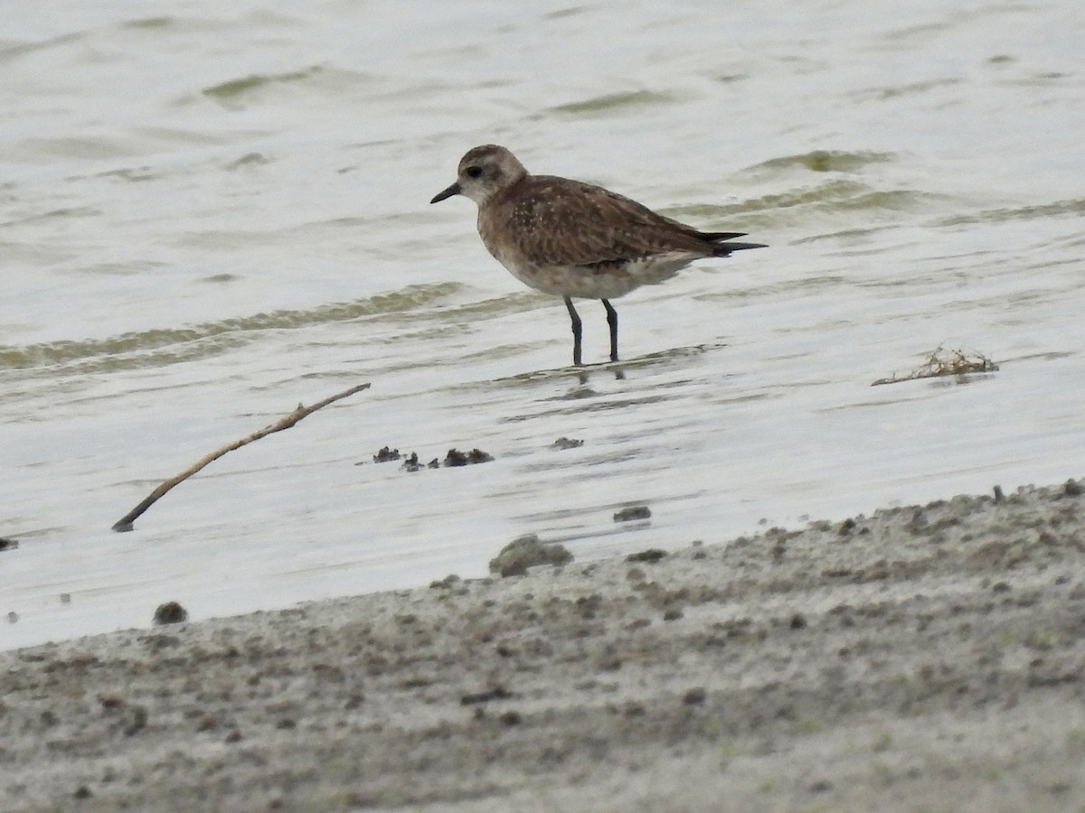 American Golden-Plover - ML618964165