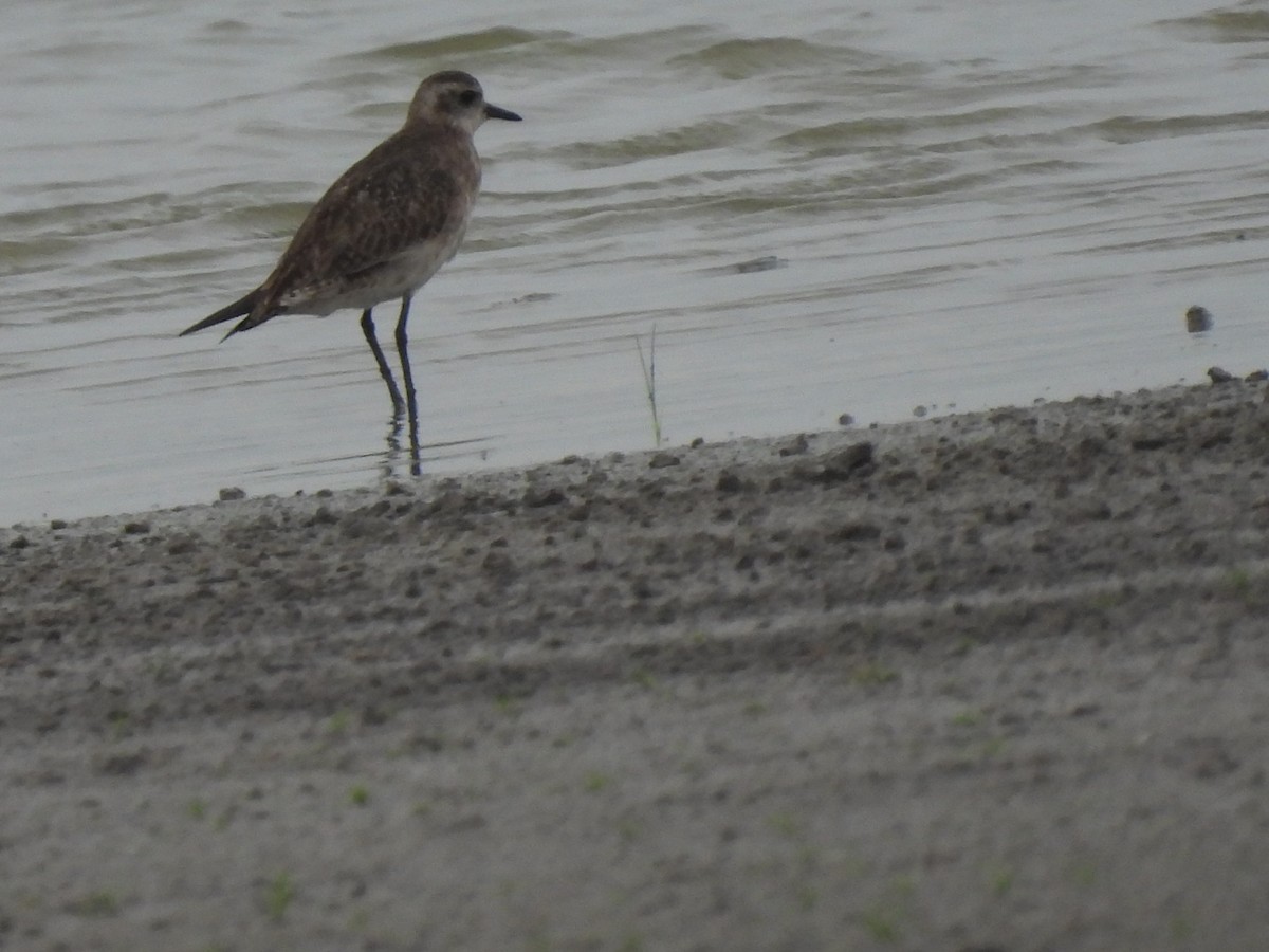 American Golden-Plover - ML618964166