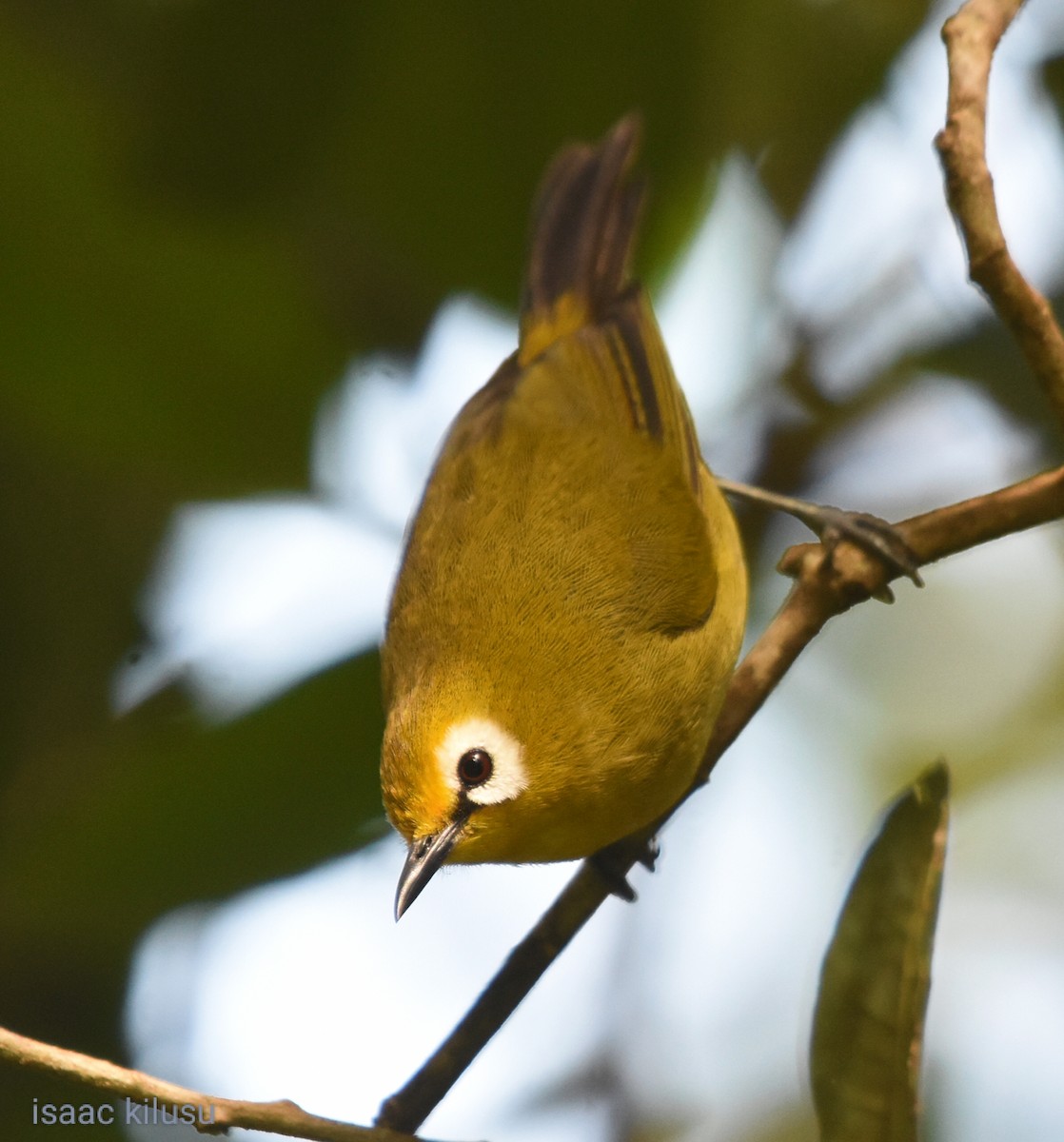 Mbulu White-eye - isaac kilusu