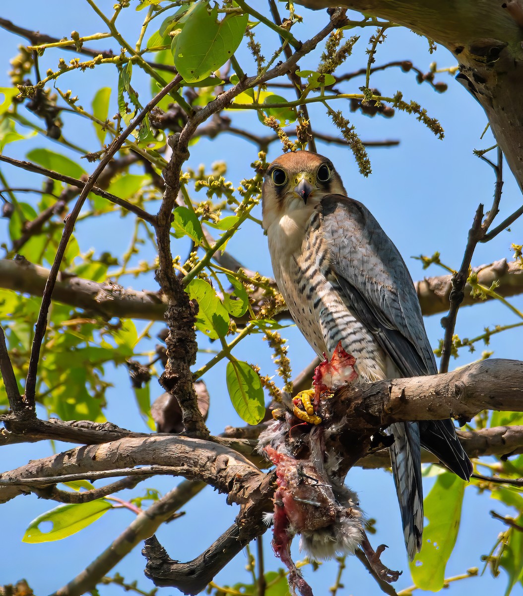 Red-necked Falcon - Bishwajit Nandi