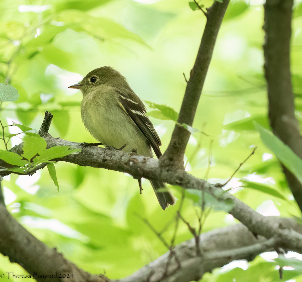 Yellow-bellied Flycatcher - Theresa Bayoud