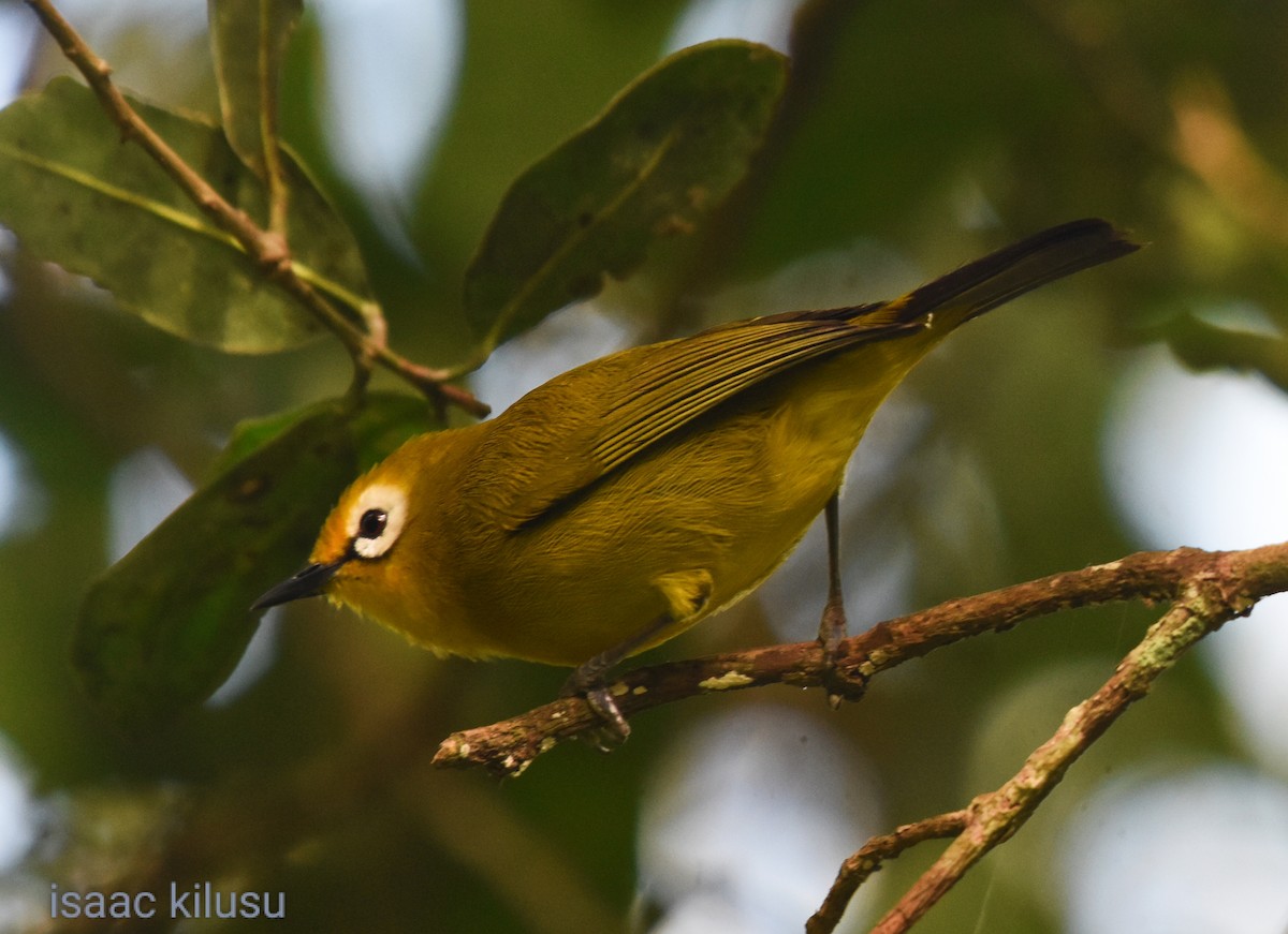 Mbulu White-eye - isaac kilusu