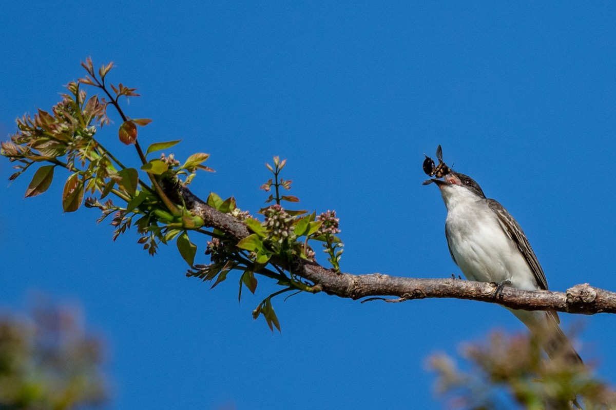 Eastern Kingbird - Jobi Cates