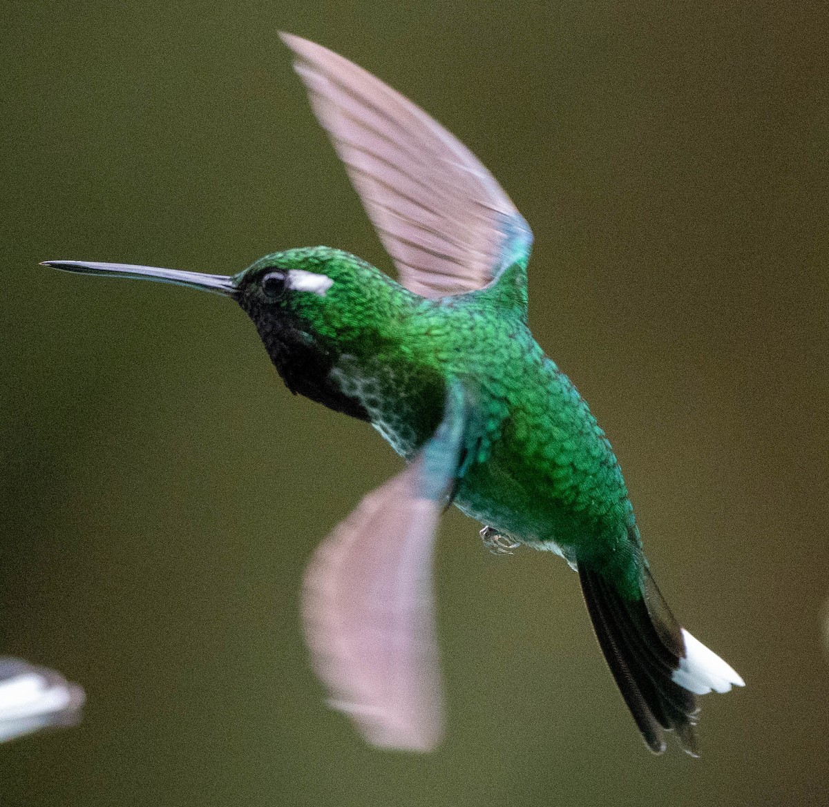 Purple-bibbed Whitetip - Richard Thunen