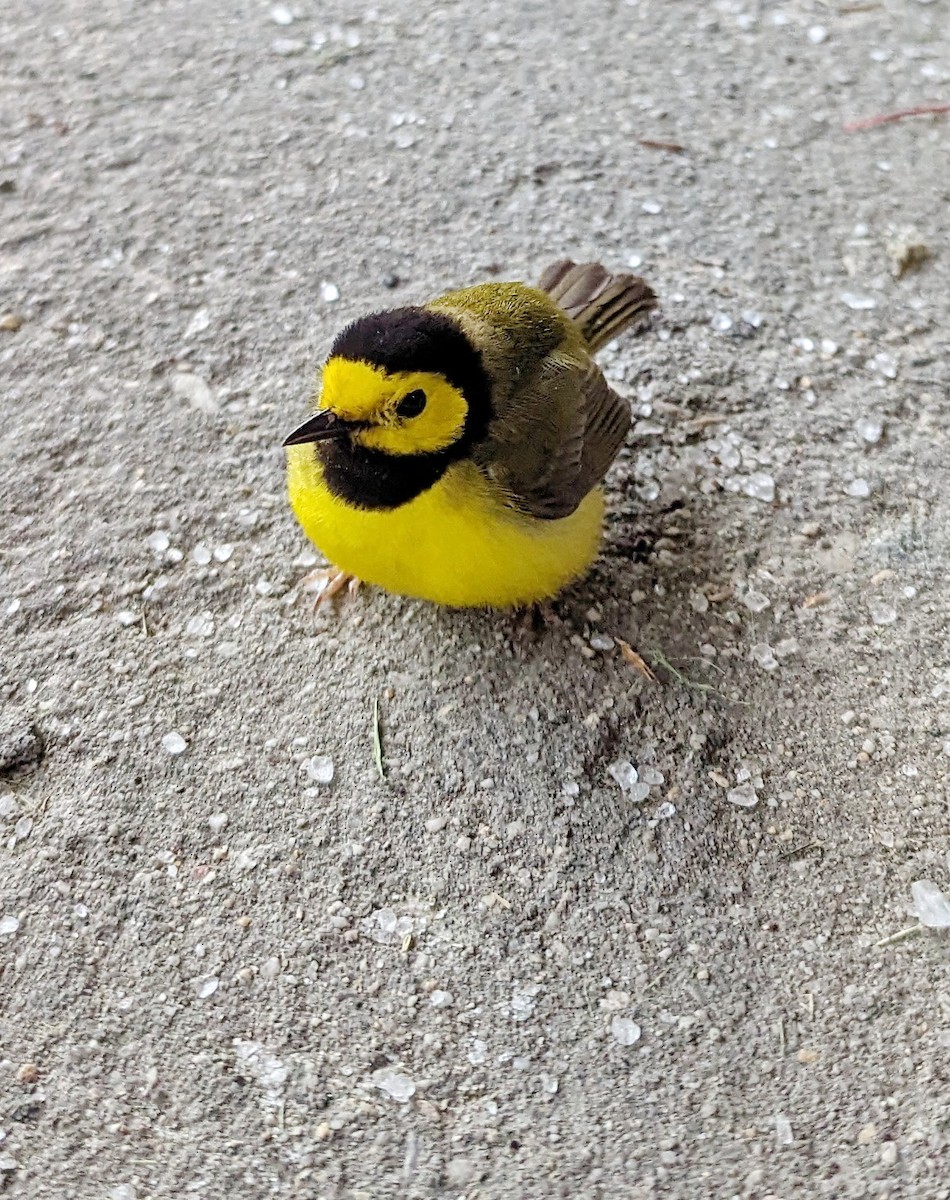 Kapuzenwaldsänger - ML618964240