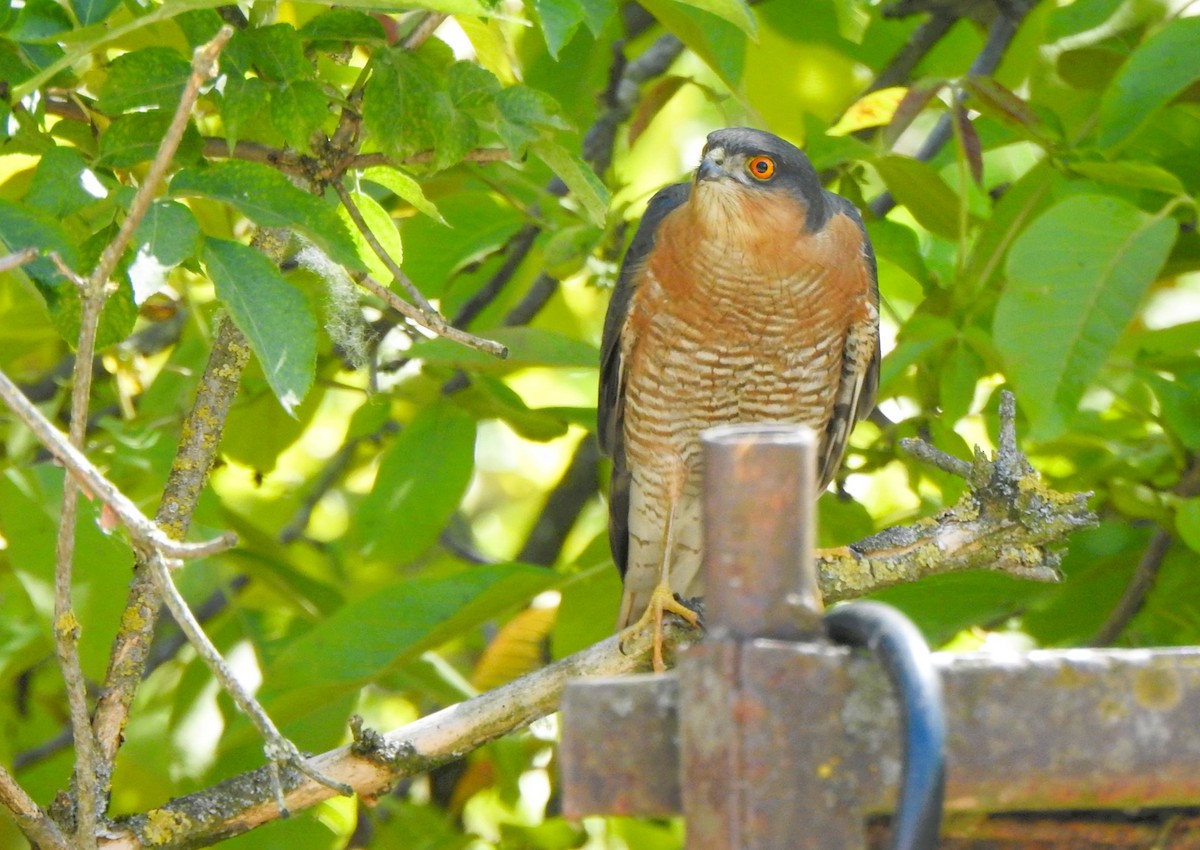 Морин харцага - ML618964243