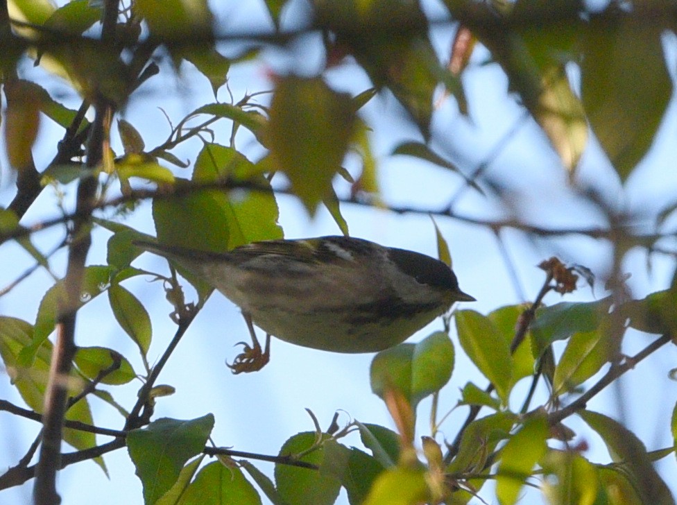 Blackpoll Warbler - ML618964245