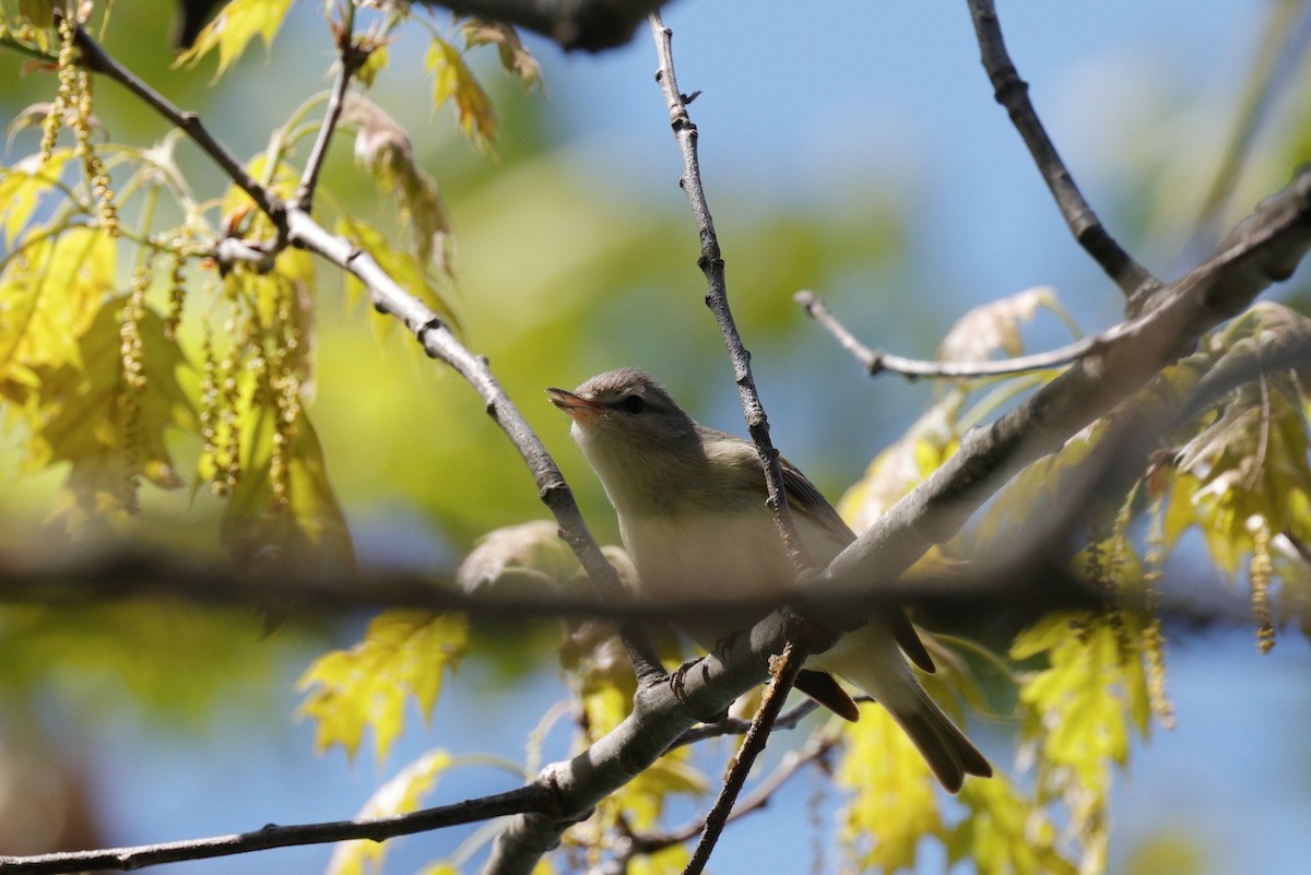 Vireo Gorjeador - ML618964247