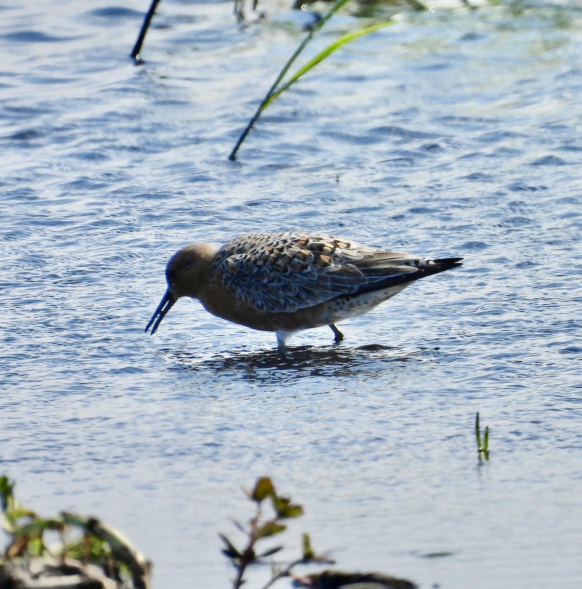 Red Knot - Sally Hill