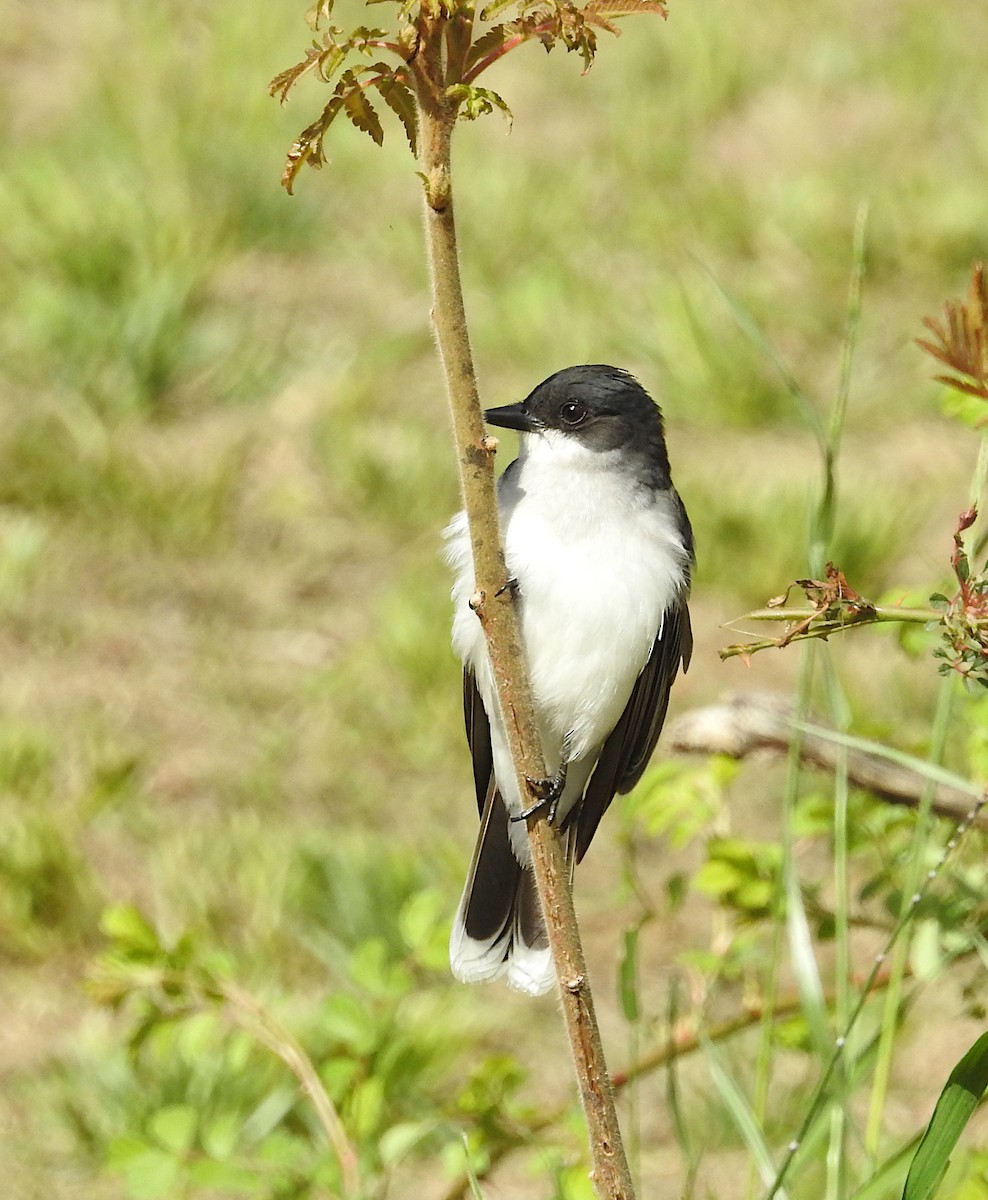 Eastern Kingbird - ML618964268