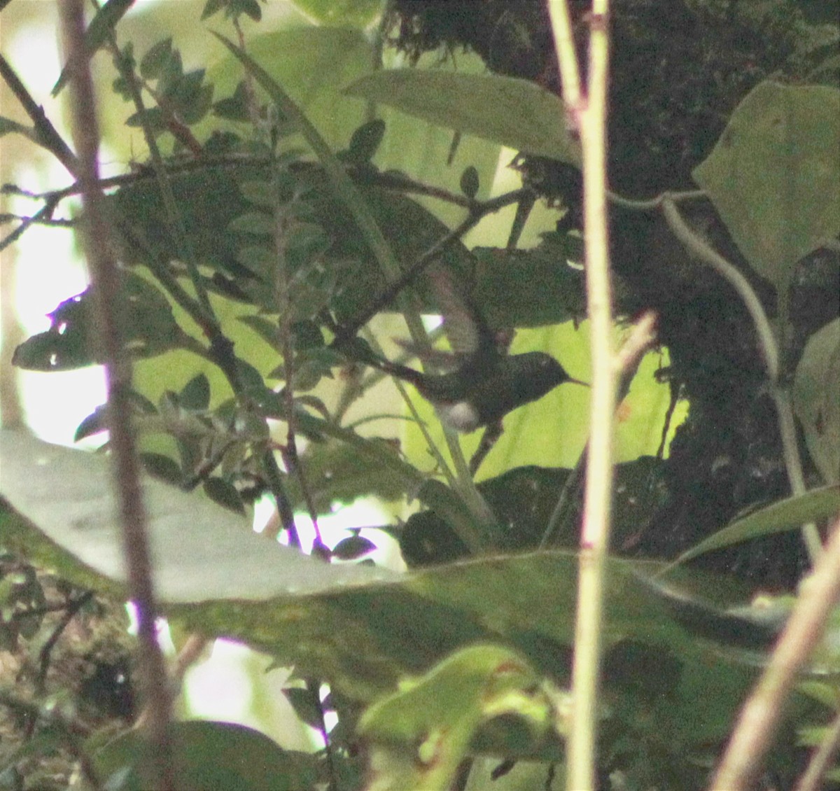 White-booted Racket-tail - Andres Rivera higuera