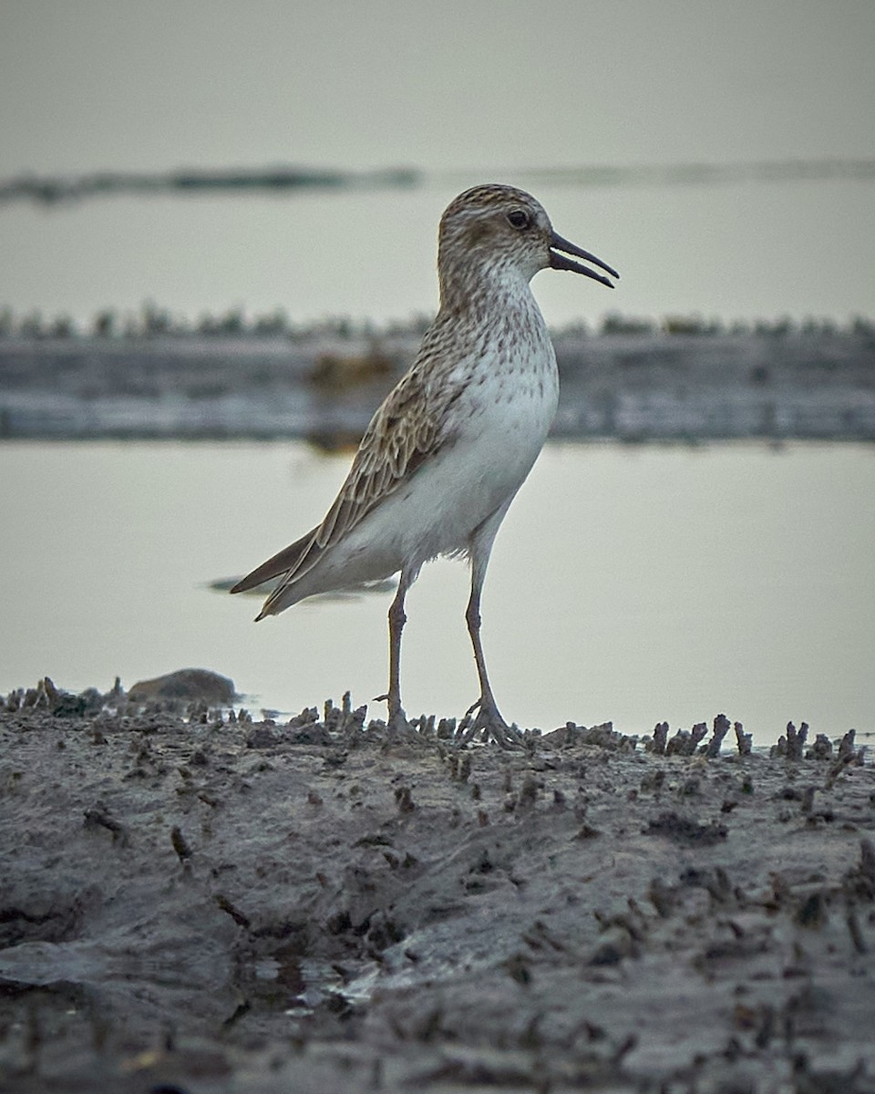 Semipalmated Sandpiper - ML618964291