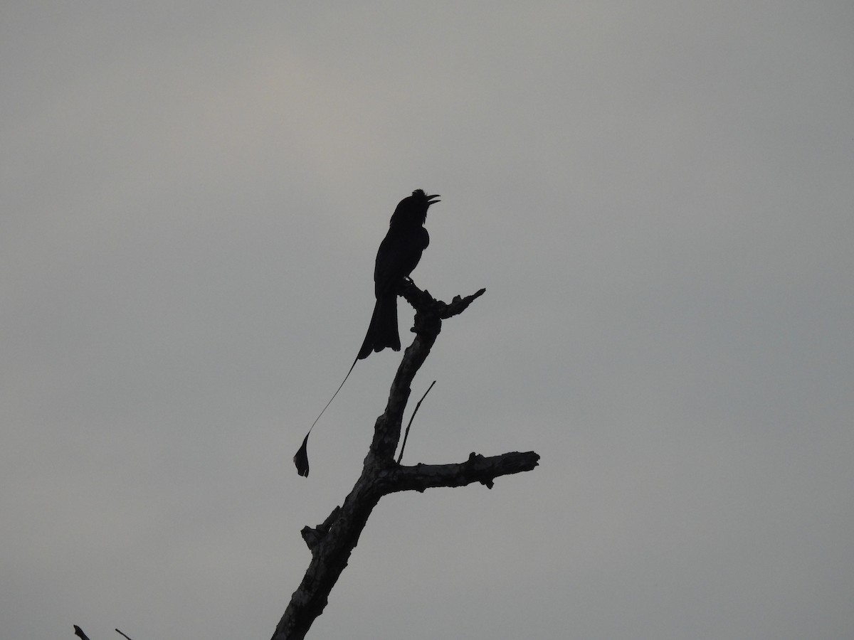Greater Racket-tailed Drongo - Ramesh Desai