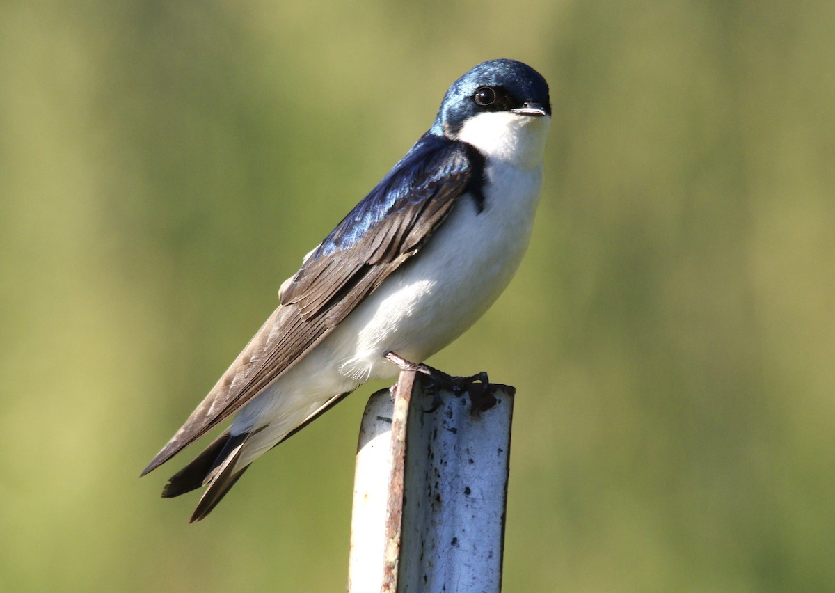 Tree Swallow - Becky Lutz