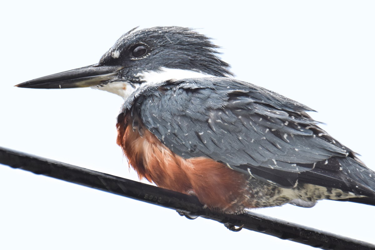 Ringed Kingfisher - Tamara Catalán Bermudez