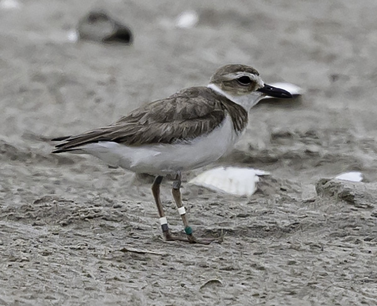 Wilson's Plover - David Muth